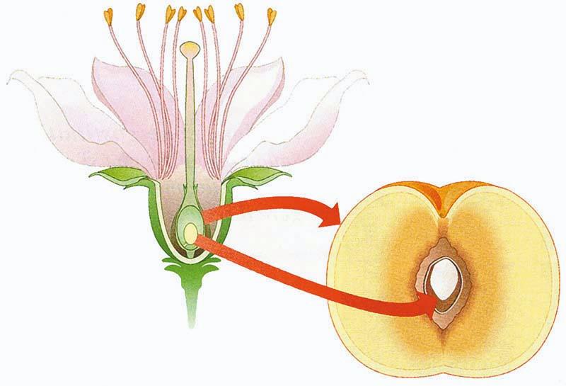 Клетка которая образует завязь. Плод из цветка. Цветок завязь плод. Образование плода из цветка. Завязи плодов яблонь.